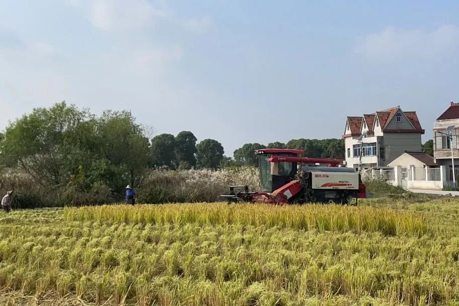 风吹谷飘香,四团的这里又是一年丰收好时节