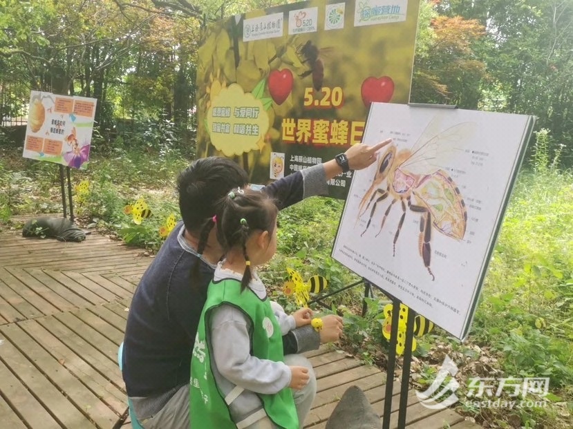 上海明确自然教育工作发展方向,着力构建“公园城市、森林城市、湿地城市”