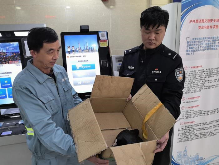 一只长相奇特的小鸟被救助,竟是国家二级保护动物白骨顶
