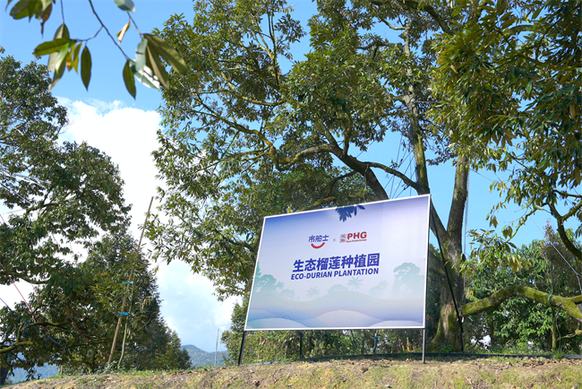 “好榴莲,源头采”市舶士开启马来西亚猫山王溯源之旅
