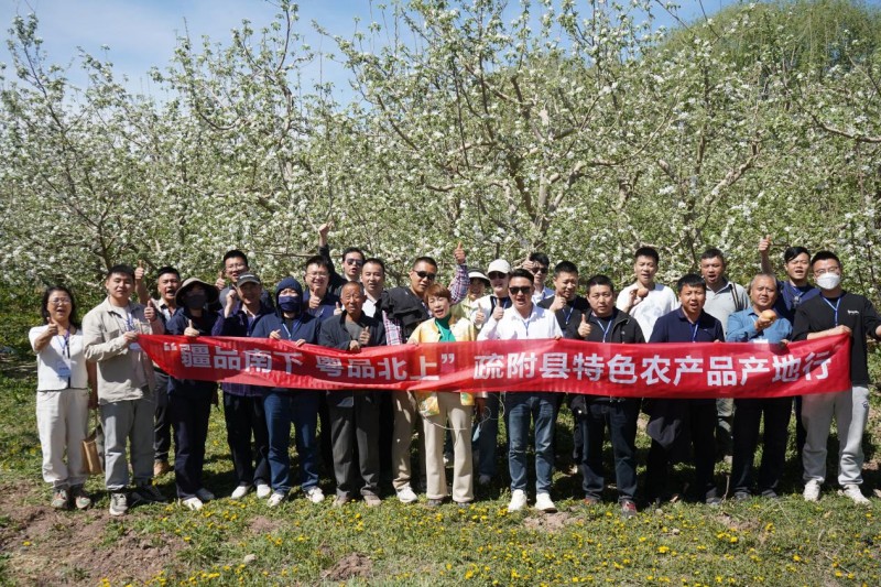 疏附瓜果卖全国!各地采购商组团打卡“杏中之王”原产地